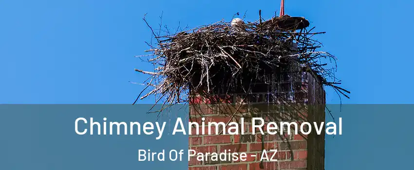 Chimney Animal Removal Bird Of Paradise - AZ