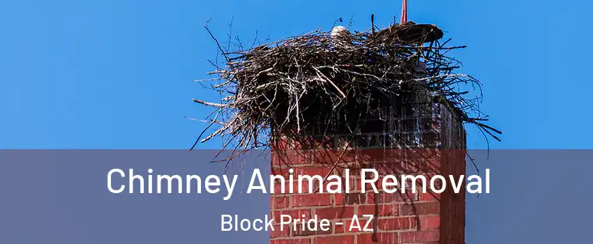 Chimney Animal Removal Block Pride - AZ