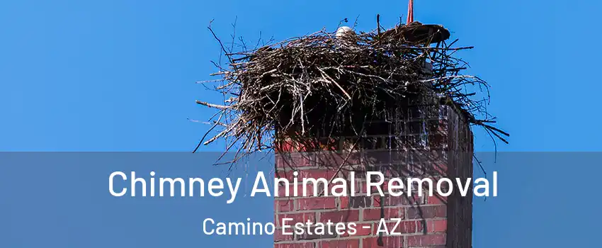 Chimney Animal Removal Camino Estates - AZ