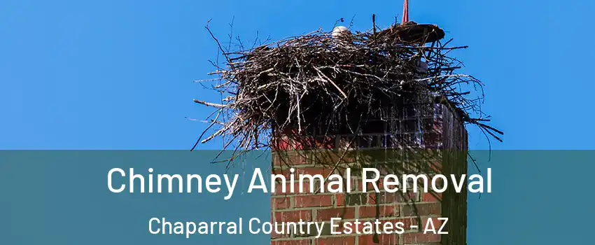 Chimney Animal Removal Chaparral Country Estates - AZ