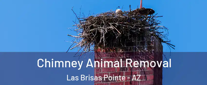 Chimney Animal Removal Las Brisas Pointe - AZ