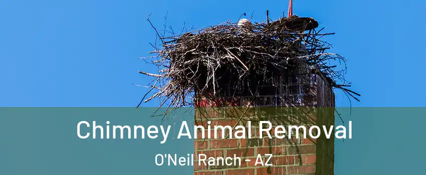 Chimney Animal Removal O'Neil Ranch - AZ