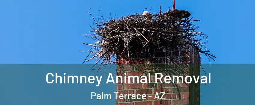Chimney Animal Removal Palm Terrace - AZ