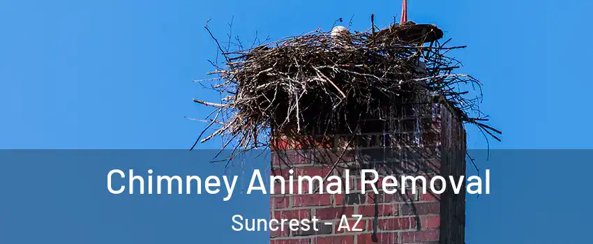 Chimney Animal Removal Suncrest - AZ