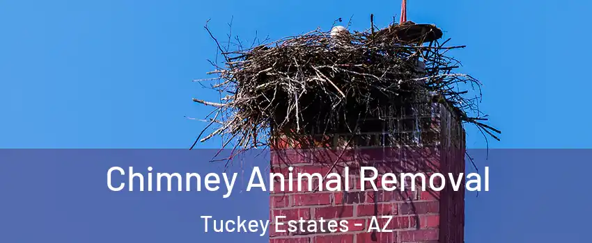 Chimney Animal Removal Tuckey Estates - AZ