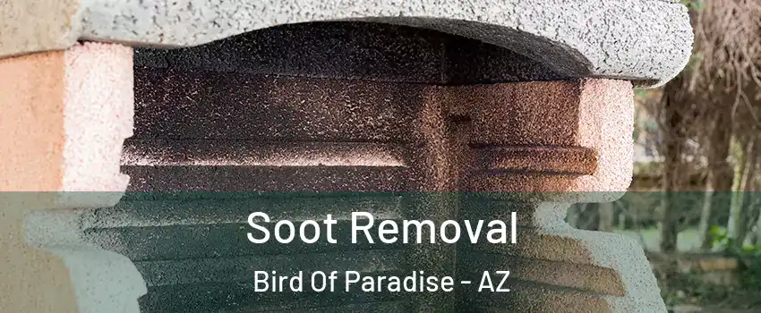 Soot Removal Bird Of Paradise - AZ